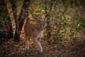 054 Tshukudu Private Game Reserve, caracal